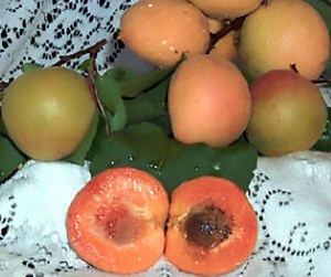 Montrose Apricot